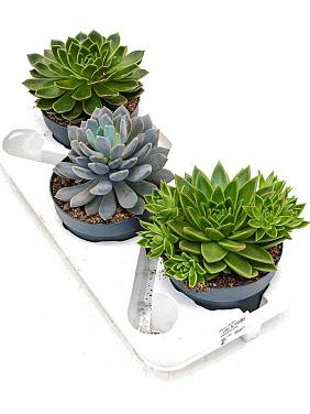 Эхеверия микс Эхеверия микс