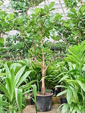 Фикус Лирата Фикус Лирата