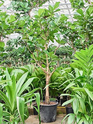 Фикус Лирата Фикус Лирата