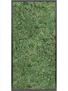 Картина из мха mdf ral 9005 satin gloss 100% reindeer moss (moss green) Картина из мха mdf ral 9005 satin gloss 100% reindeer moss (moss green)