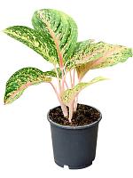 Аглаонема Пеппер Белз H30 D13 см