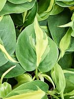 Филодендрон Сканденс Бразил H20 D9 см Филодендрон Сканденс Бразил H20 D9 см