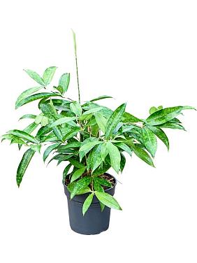 Драцена Суркулоза Годсефа Драцена Суркулоза Годсефа