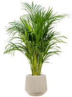 Арека Хризалидокарпус (Дипсис желтоватый) H100 D21 см