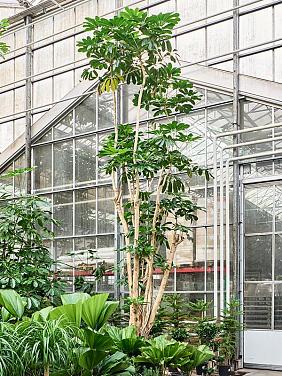 Шеффлера Амате Шеффлера Амате