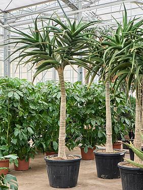 Алоэ Байнеса