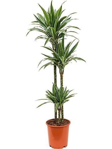 Драцена Деремская Варнески 3 ствола Драцена Деремская Варнески 3 ствола