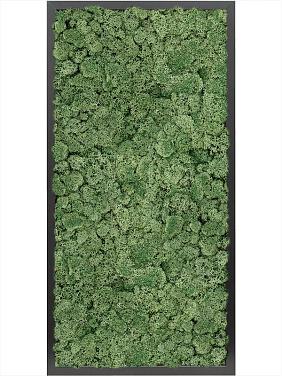 Картина из мха mdf ral 9005 satin gloss 100% reindeer moss (moss green) Картина из мха mdf ral 9005 satin gloss 100% reindeer moss (moss green)