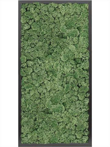 Картина из мха mdf ral 9005 satin gloss 100% reindeer moss (moss green) Картина из мха mdf ral 9005 satin gloss 100% reindeer moss (moss green)
