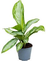 Аглаонема Сильвер Бей H35 D14 см