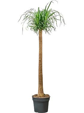 Нолина (Бокарнея отогнутая) Нолина (Бокарнея отогнутая)