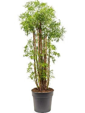 Полисциас Минг Полисциас Минг