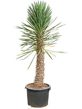 Юкка Филифера Юкка Филифера