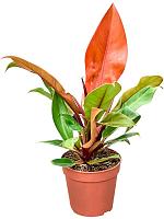 Филодендрон Принц Оранж H35 D12 см