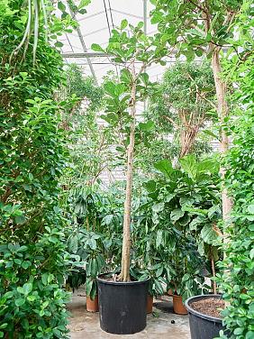 Фикус Лирата Фикус Лирата