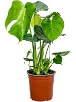 Монстера Делициоза (деликатесная) H65 D17 см