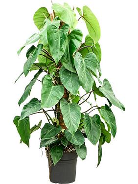 Филодендрон Эмеральд Квин на опоре