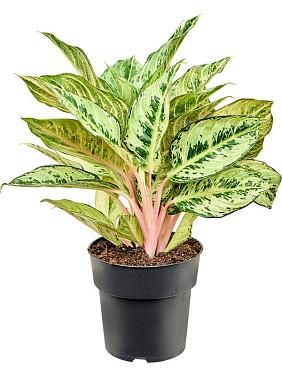 Аглаонема Шартрез Претти Аглаонема Шартрез Претти