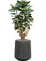 Полисциас Фабиан H90 D24 см