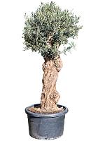 Оливковое дерево (Олива европейская) H200 D65 см