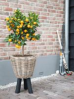 Кашпо Drypot rattan round with black feet D33 H45 см Кашпо Drypot rattan round with black feet D33 H45 см