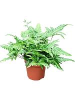 Арахниодес Аристата вариегата H35 D12 см