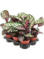 Калатея Розеопикта Кора H30 D12 см