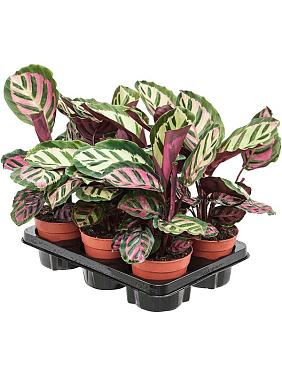 Калатея Розеопикта Кора Калатея Розеопикта Кора