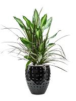 Драцена Комбо H45 D17 см