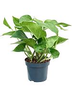 Эпипремнум Марбл Грин H20 D12 см