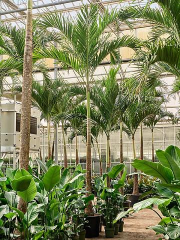 Вейтчия Мерилли (Адонидия)