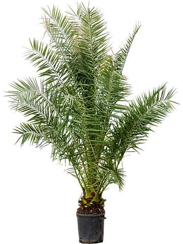 Финик Канарский Финик Канарский