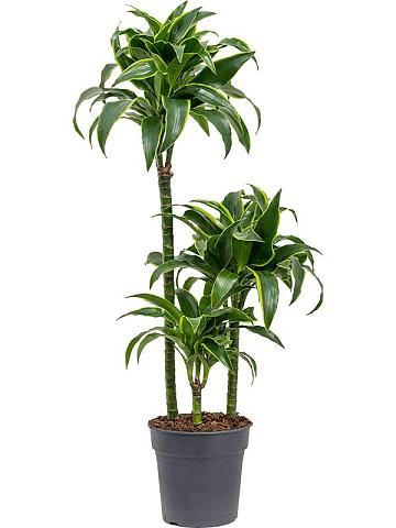 Драцена Фрагранс Дорадо 3 ствола Драцена Фрагранс Дорадо 3 ствола