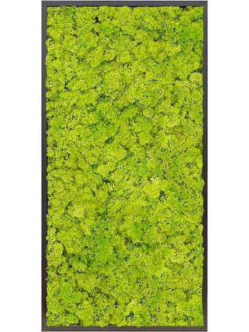 Картина из мха mdf ral 9005 satin gloss 100% reindeer moss (spring green)