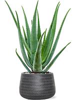 Алоэ Вера Барбаденсис H70 D19 см