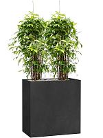 Драцена Суркулоза Годсефа H130 D27 см