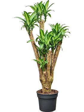 Драцена Фрагранс Массанжеана разветвленная Драцена Фрагранс Массанжеана разветвленная