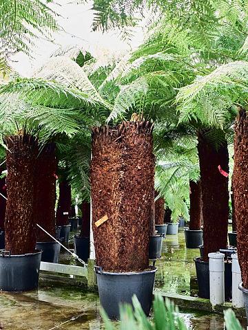 Диксония антарктическая Диксония антарктическая