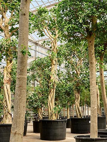 Фикус Бенгальский Одри