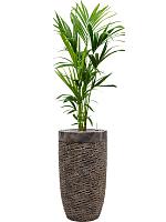 Ховея Форстера H120 D21 см