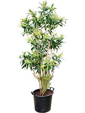 Драцена Песня Шри-Ланки Драцена Песня Шри-Ланки