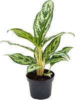 Аглаонема Лаурель Грин H40 D12 см