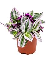 Традесканция Нанук H20 D12 см