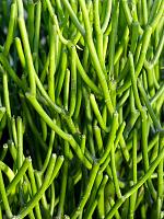 Молочай Тирукалли H85 D24 см