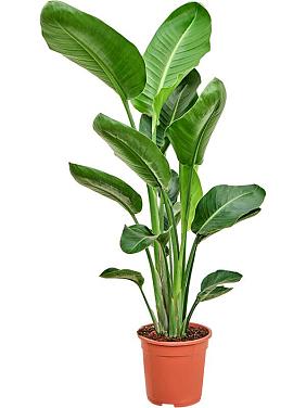 Стрелиция Николая