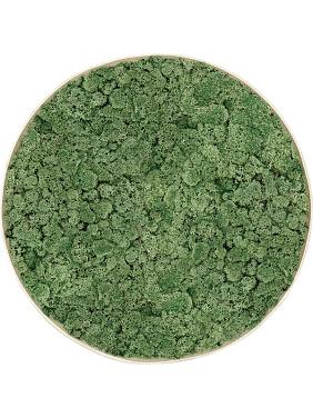 Картина из мха nova frame antique white-concrete 100% reindeer moss (moss green)