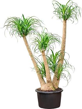 Нолина (Бокарнея отогнутая) разветвленная