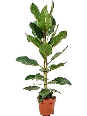 Фикус Бенгальский Джой Фикус Бенгальский Джой