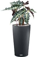 Алоказия Полли H45 D17 см