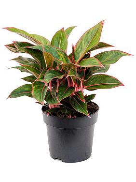 Аглаонема Джангл Ред Аглаонема Джангл Ред